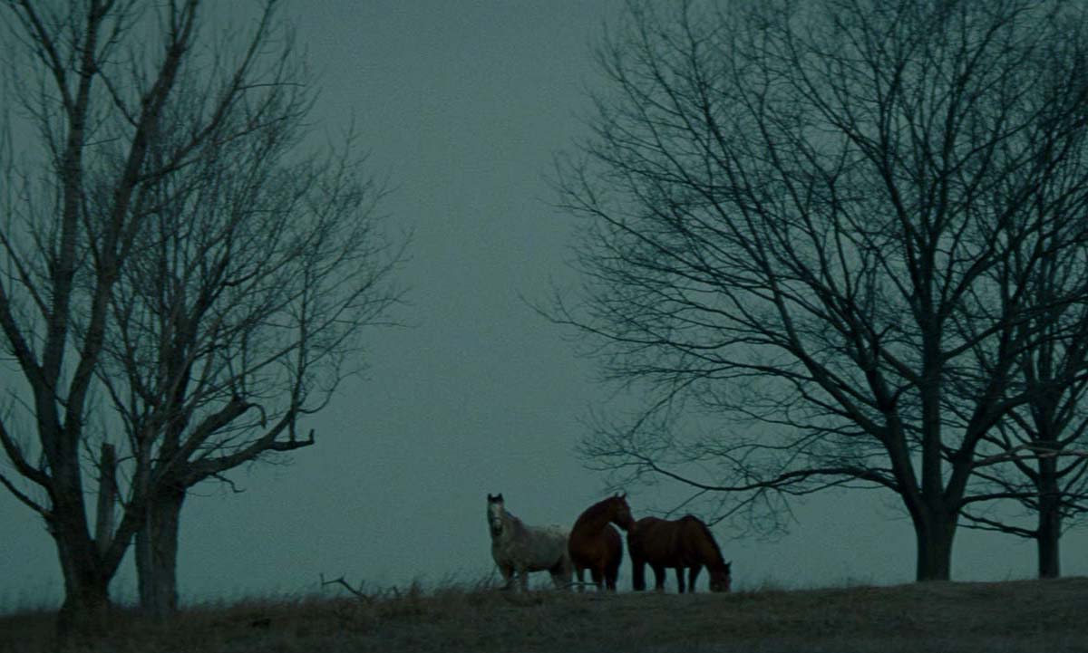 Photo of a group of horses in a pasture, from Michael Clayton
